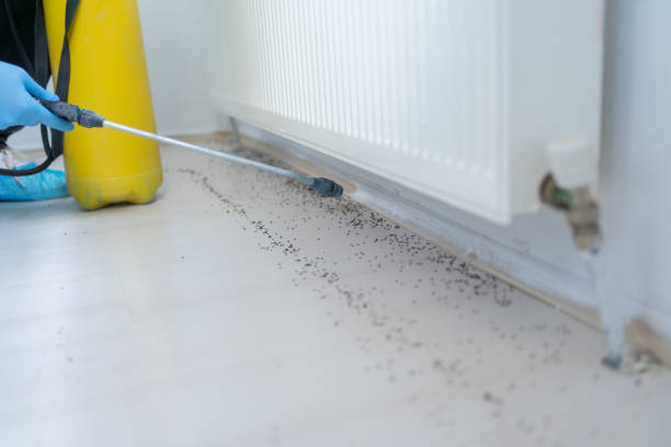 Wasp Removal Services in Frazeysburg, OH